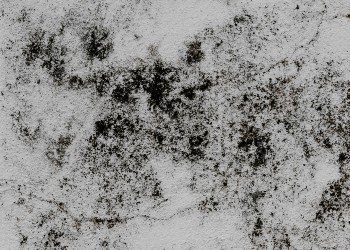 Read more about the article Signs You May Have a Mold Problem