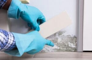 importance-of-mold-testing