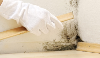 Mold Remediation