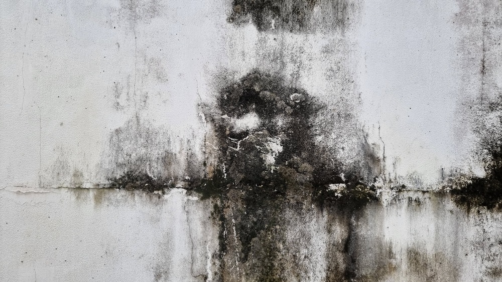 Mold-on-the-wall