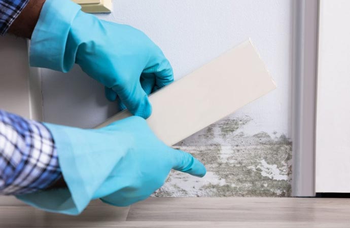Gloved hands pulling back baseboard trim to show mold on the wall behind it